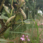 Monarch butterfly