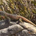Cape Crag Lizard