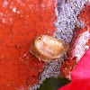 Praying mantis hatches egg