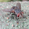 Tachinid Fly