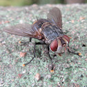 Tachinid Fly