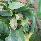 Green Shield Bug (stink bug)