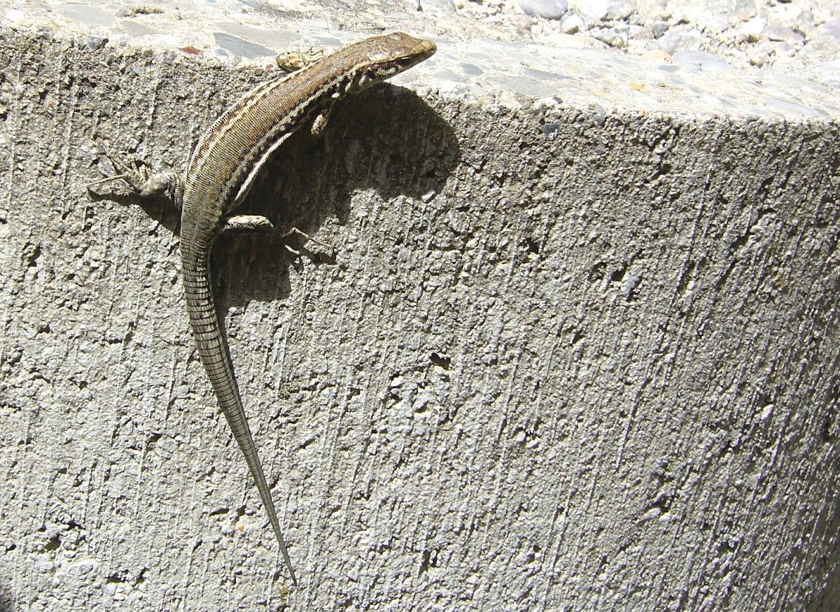 lagartija ibérica (macho)