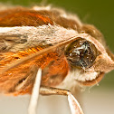 Hippotion Hawk Moth or Sphinx Moth
