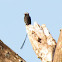 Long-tailed Tyrant