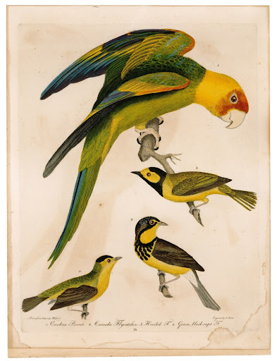 Engraving, Carolina Parrot, Canada Flycatcher, Hooded Flycatcher, and Green Black Capped Flycatcher, 1808