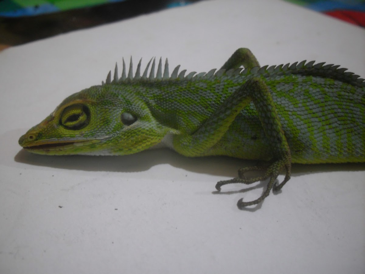 Green Lizard