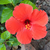 Hibiscus