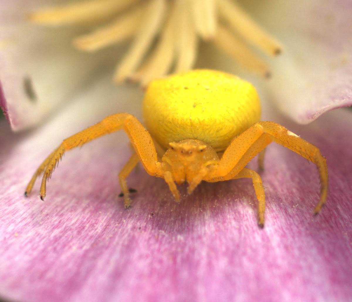 Flower Crab Spider Project Noah
