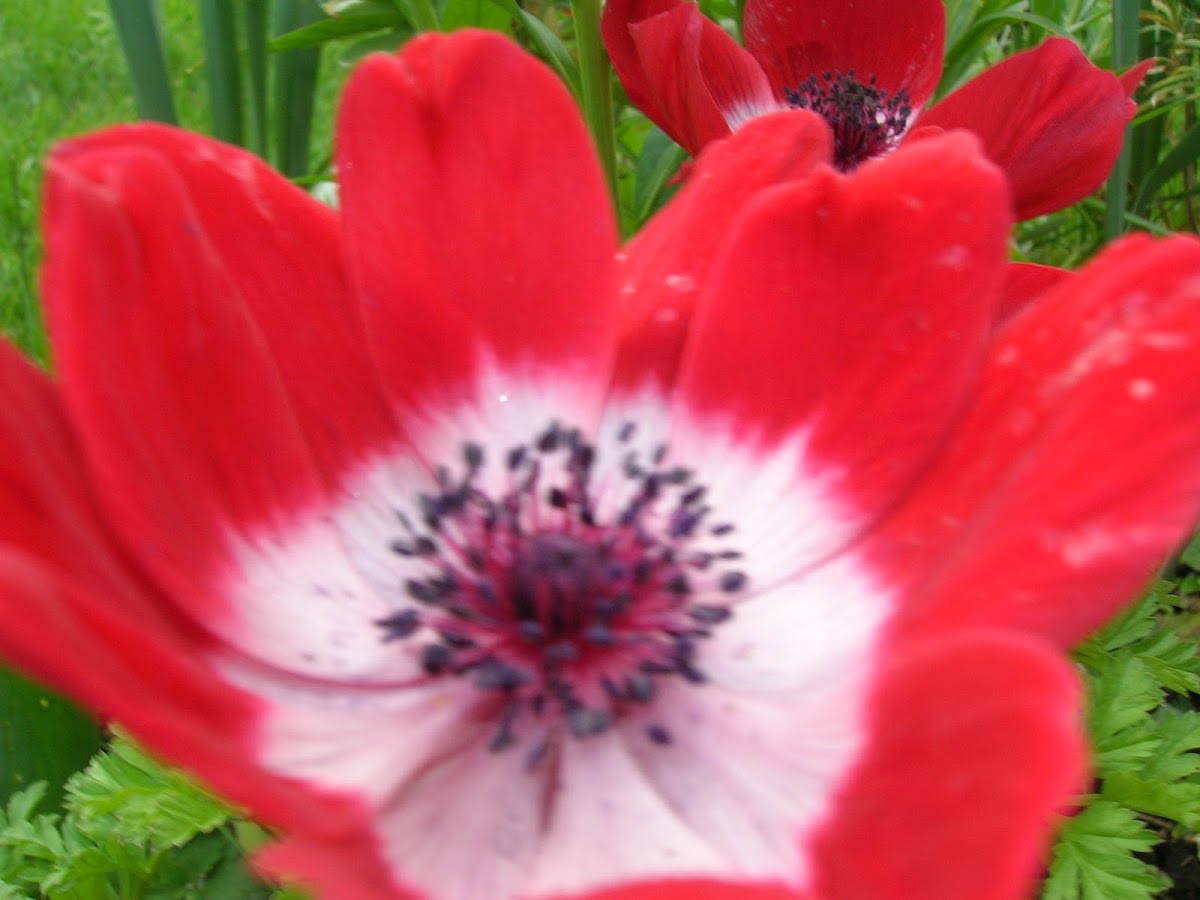 Poppy Anemone