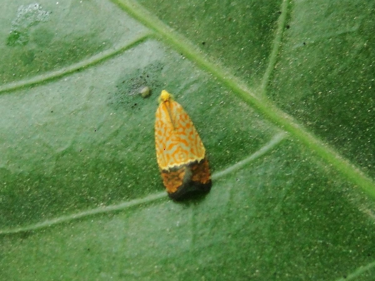 Tortricid Moth