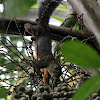 Variegated squirrel