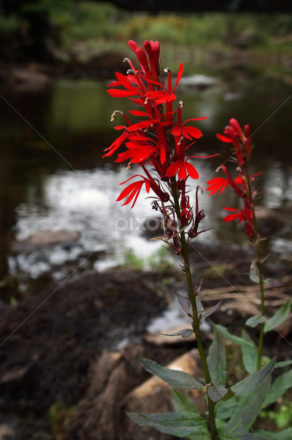 Vermillion by Mark Mynott - Flowers Flowers in the Wild