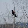 Red winged black bird