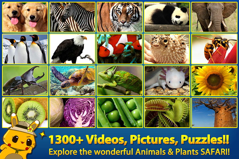 ABC SAFARI - VIDEOS &amp; PICTURES Screen 1