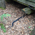 FL Banded Water Snake