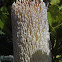 Saw-tooth banksia