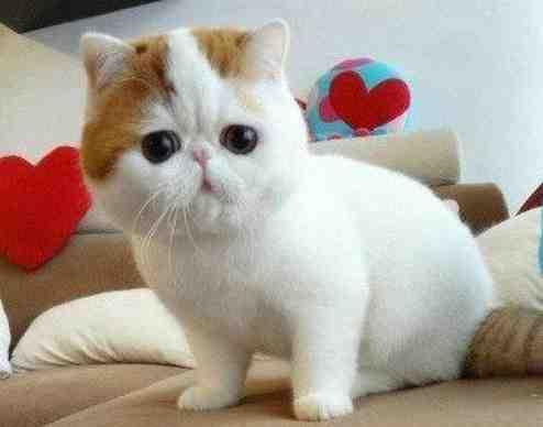 Cute Cat