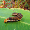 Isognathus Sphinx Caterpillar