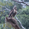 Common Black Hawk (juvenile)