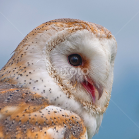 Barny by Pete Watson - Animals Birds