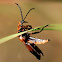 Slender Net-winged beetle