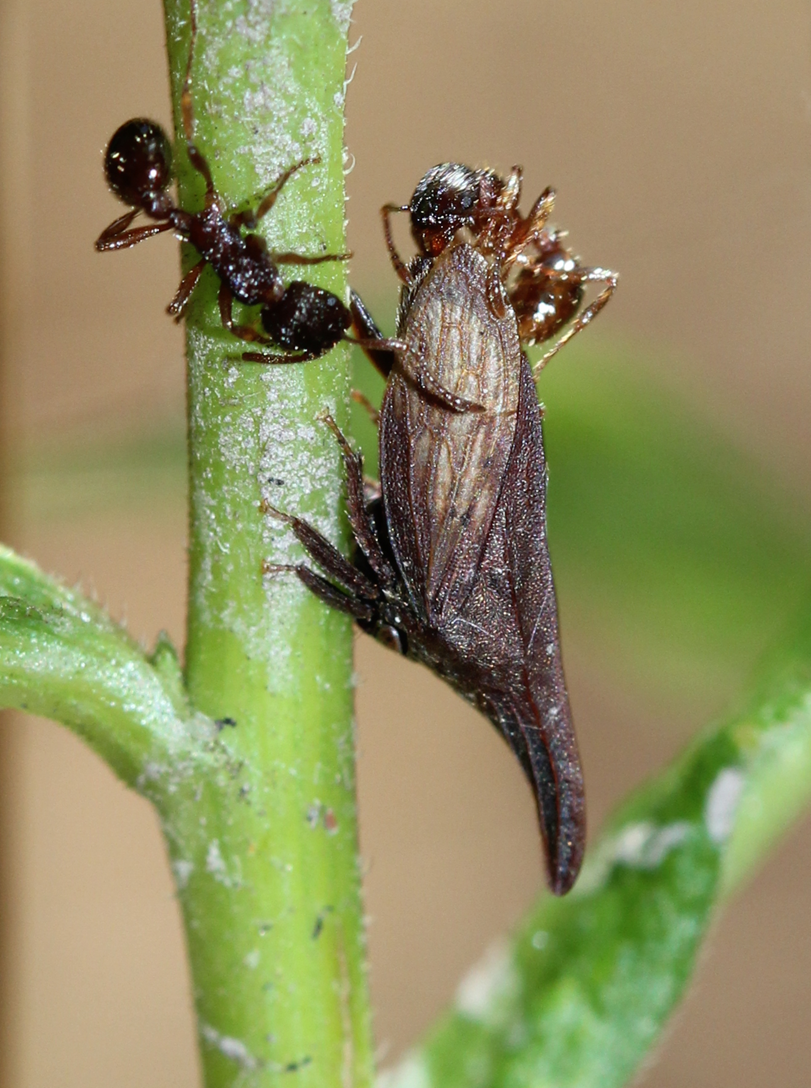 Ant and Leafhopper Symbiotic interactions
