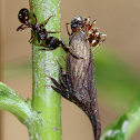 Ant and Leafhopper Symbiotic interactions