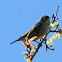 Silvereye