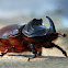 European rhinoceros beetle (male)