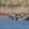 Green-winged Teal