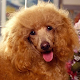 American Water Spaniel Wallpap APK