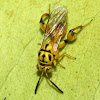 Chalcidid wasp