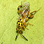 Chalcidid wasp