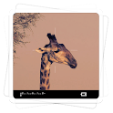 Aviary Effects: Viewfinder
