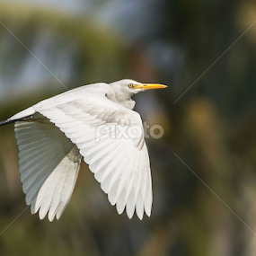 Cattle Egret by Yunus Mony - Animals Birds