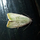 Cream Bordered Green Pea