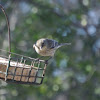 Yellow-rumped Warbler