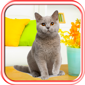 Kitty Pet Splash Mania Pop Tap.apk 1.1