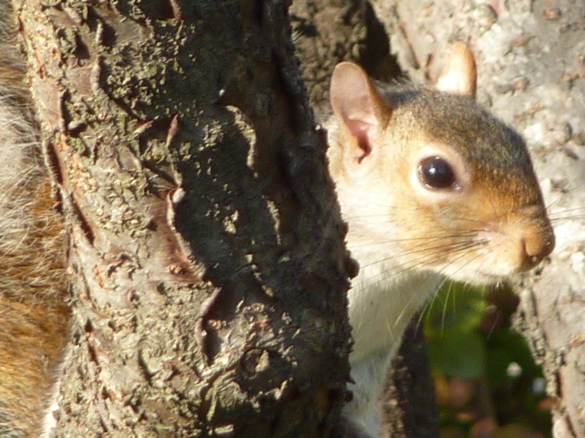 Grey squirrel