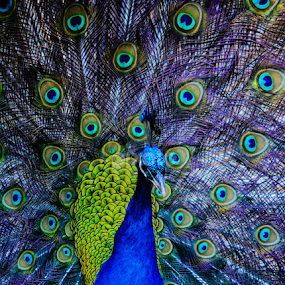 ...in all his glory... by Angeline JoVan - Novices Only Wildlife