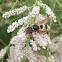 Mason wasp (female)