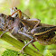Differential Grasshoppers (mating)