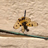 Common Picture Wing or Variegated Flutterer [male]