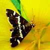 Hawaiian Beet Webworm Moth