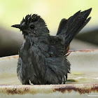 Gray catbird, bathing
