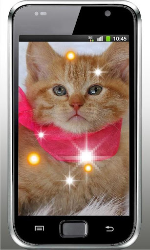 Pet Kitty photo Live Wallpaper