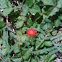 Wild  strawberry