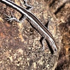 Skink