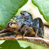 Jumpingspider eating a treehopper